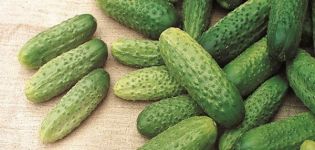 Description et caractéristiques de la variété de concombre Astérix, leurs avantages et inconvénients