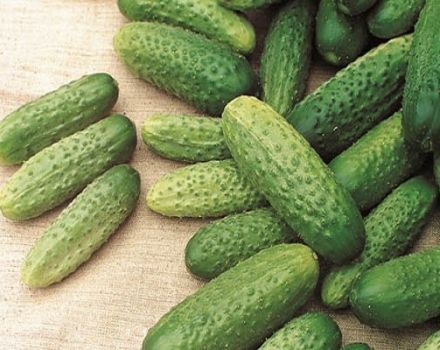 Beschreibung und Eigenschaften der Asterix-Gurkensorte, ihre Vor- und Nachteile