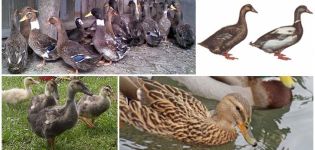 Beschreibung und Merkmale der Enten der ukrainischen Rasse, Haftbedingungen