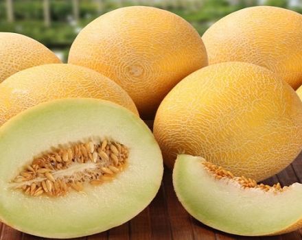 Description de la variété de melon Roksolana f1, culture et entretien de la culture