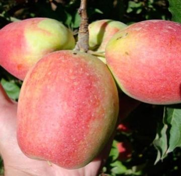 Description et caractéristiques de la variété de pomme Champagne, régions de culture et rendement