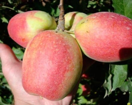 Description and characteristics of the Champagne apple variety, growing regions and yield