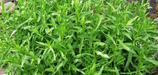 Sorten und Arten von Busch-Estragon, wie man einen duftenden Estragon auswählt und seine Verwendung