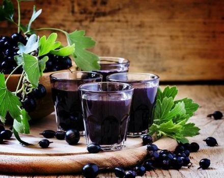 10 recettes de vin de cassis maison faciles étape par étape