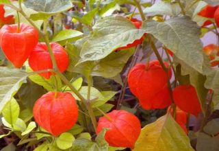 Cultiver physalis à la maison, choisir une variété et prendre soin de la plante