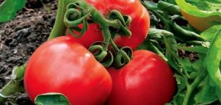 Eigenschaften der Tomatensorte Snow Leopard, deren Ertrag