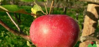 Description de la variété de pomme Kortland et de ses caractéristiques, historique de sélection et rendement