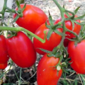 Caractéristiques et description de la variété de tomate Vovyi Ears, son rendement