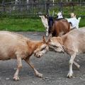How to wean a goat from butting and why it does it, deactivating horns