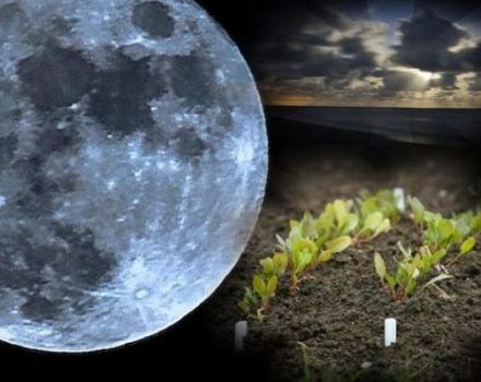 Lunar calendar for the gardener and gardener for March 2020, the best and worst days for sowing