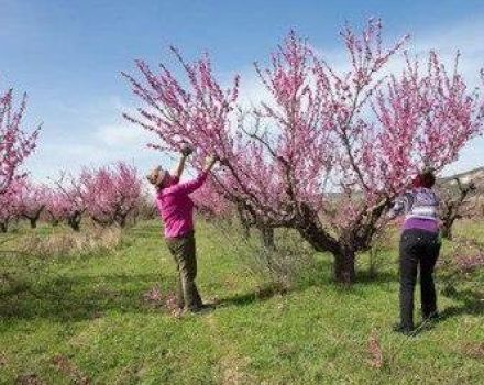 When and how to prune peaches to form a tree