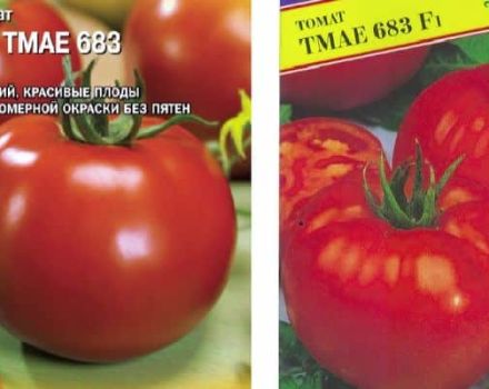 Beschreibung der Tomatensorte Tmae 683 f1 neu aus Japan
