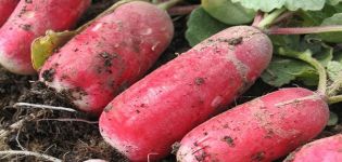 Beschreibung der Daikon-Sorte Himbeernektar, Empfehlungen für Anbau und Pflege