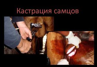 Top 4 des façons de castrer les taureaux et à quel âge