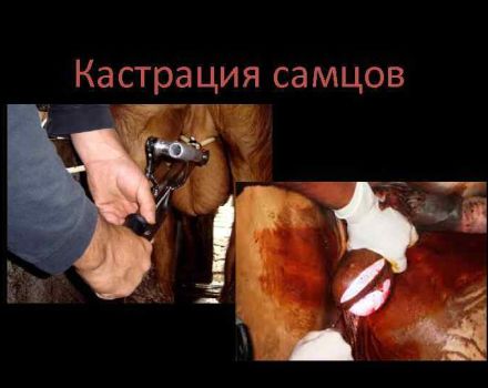 Top 4 des façons de castrer les taureaux et à quel âge