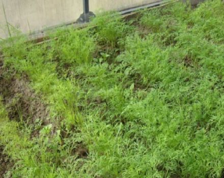 Wie man im Winter in einem Gewächshaus richtig wächst und Dill pflegt