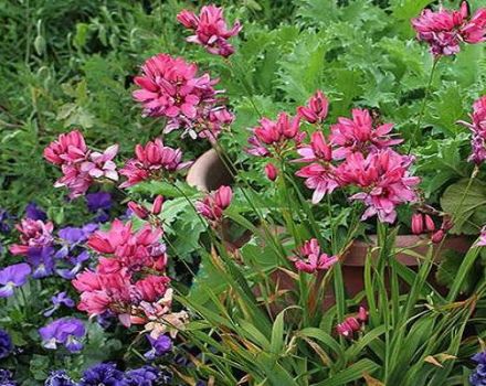 Planter et entretenir Ixia en plein champ, en particulier en culture