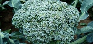 Gründe, warum Brokkoli Farbe annehmen kann und was Sie tun können