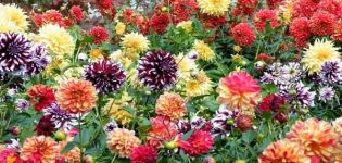 Classification internationale des variétés de dahlia description et caractéristiques des espèces