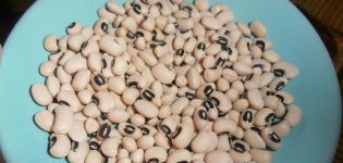 Description de la variété de haricot Black Eye, caractéristiques de culture et rendement