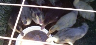 Do ducklings need light at night and how much to turn it on, the main requirements