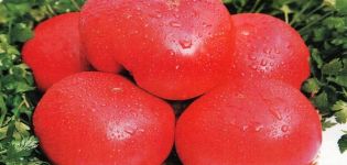 Caractéristiques de la variété de tomate Early love, son rendement