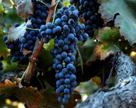 Description et caractéristiques du cépage Syrah, où il pousse et est cultivé
