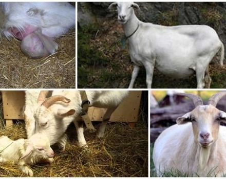 Signs of lambing goat and what to do next, postpartum care and problems
