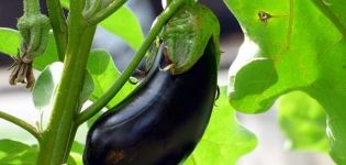 Description de la variété d'aubergine Ultra Early F1, ses caractéristiques et son rendement