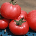 Description de la variété de tomate VP 1 f1, recommandations pour la culture et les soins