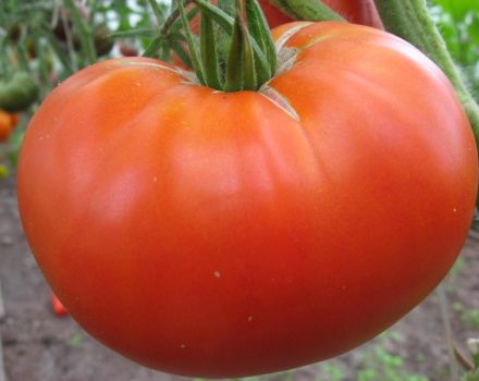 Eigenschaften und Beschreibung der Tomatensorte Die gewünschte Größe, ihr Ertrag