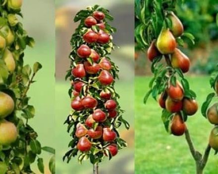 Beschreibung der besten Sorten von Säulenbirnen, Pflanzen, Anbau und Pflege