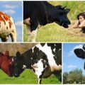 Pourquoi les vaches font leurs fesses et que faire, les 5 meilleures méthodes de sevrage
