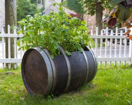 La technologie de culture de pommes de terre en barrique, les avantages et les inconvénients de la méthode