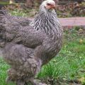 Features of the maintenance and care of chickens in the summer at the dacha, growing and breeding