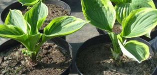 Reproduction d'hôtes en divisant un buisson ou des graines, comment et quand effectuer la procédure