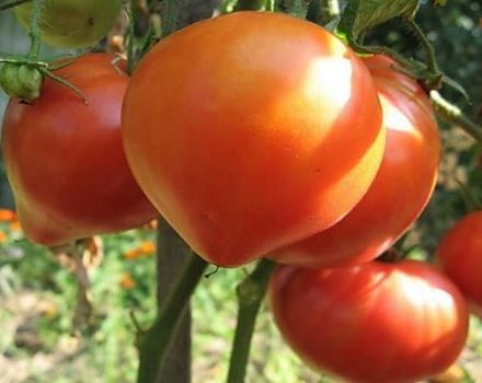 Description de la variété de tomate Soul of Siberia, ses caractéristiques et sa productivité