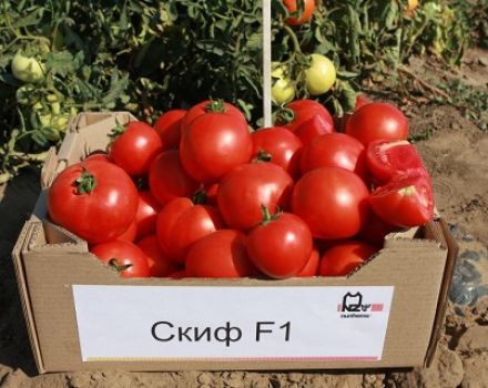 Eigenschaften und Beschreibung der Skif-Tomatensorte