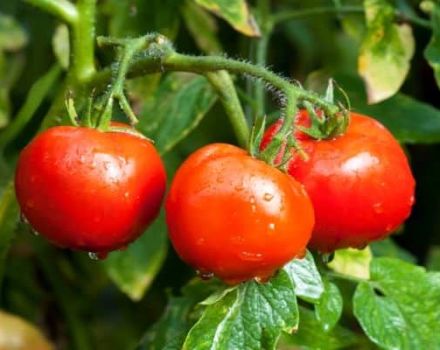 Beschreibung und Eigenschaften der Tomatensorte Wiedergabetreue, Bewertungen und Ertrag