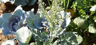 Comment obtenir vous-même des graines de chou à la maison