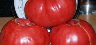 Characteristics and description of the tomato variety Sugar pudovichok