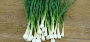 Description of varieties of shallots, cultivation and care in the open field