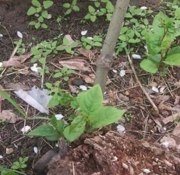 Les meilleures méthodes pour se débarrasser de la croissance des arbres sur le site