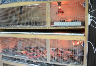 Zeichnungen und Abmessungen eines Brutapparats für Entenküken, wie man eine Schachtel mit eigenen Händen macht