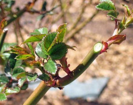Quand et comment tailler les roses à l'automne, les règles pour se préparer à l'hiver