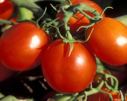 Beschreibung der Tomatensorte Stanichnik, Merkmale des Anbaus und der Pflege