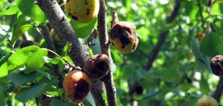 Que faire des maladies des gencives et d'autres maladies de l'abricot, traitement avec des produits chimiques et des remèdes populaires