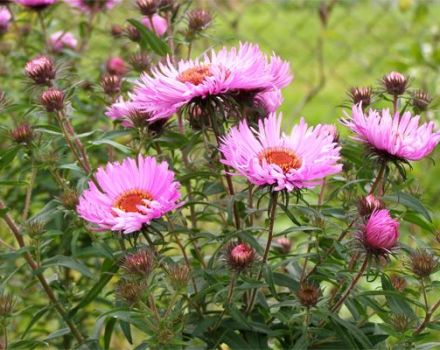 Description des variétés d'aster de la Nouvelle-Angleterre, caractéristiques de plantation et d'entretien