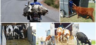 Règles de transport des vaches et quel type de transport choisir, la documentation nécessaire