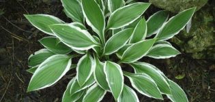 Description et caractéristiques des hôtes Blue Angel, règles de plantation et soins